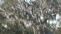 Spanish Moss.jpg